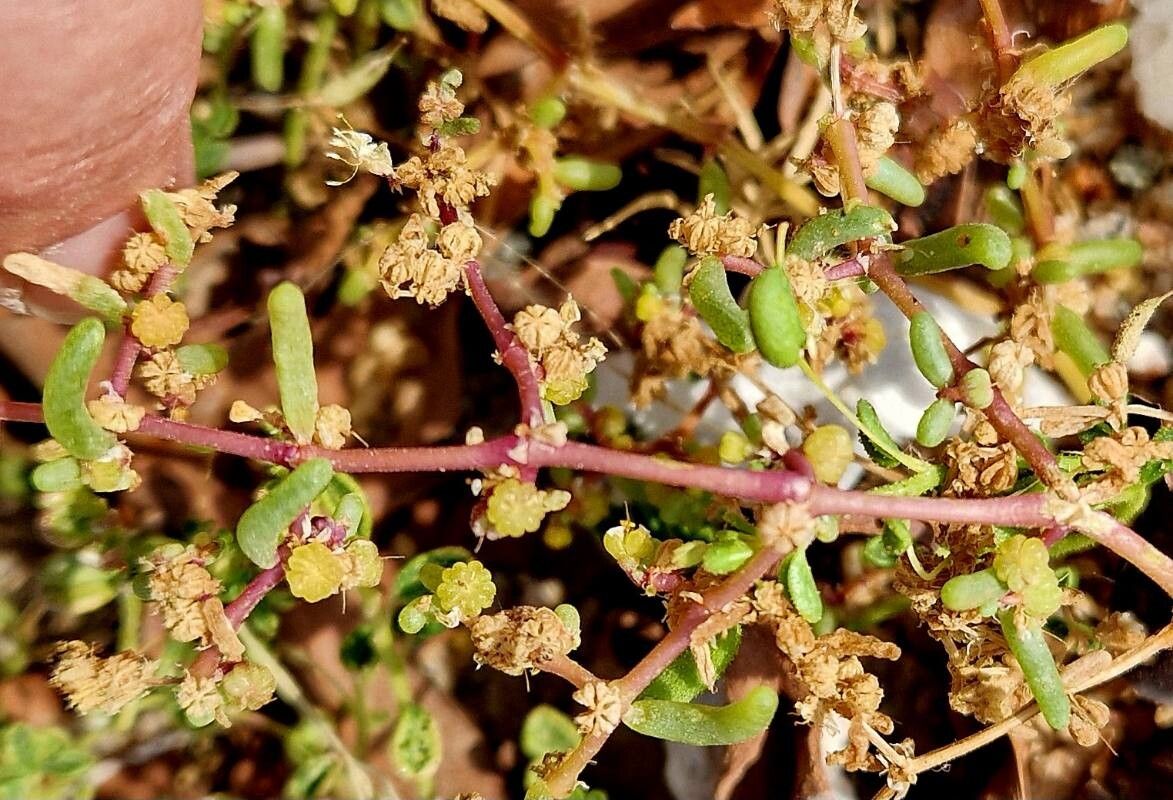 Zygophyllum simplex fruit