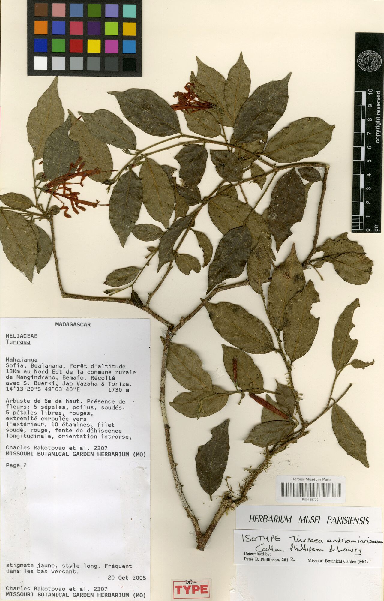 Turraea andriamiarisoana — related species from the same genus