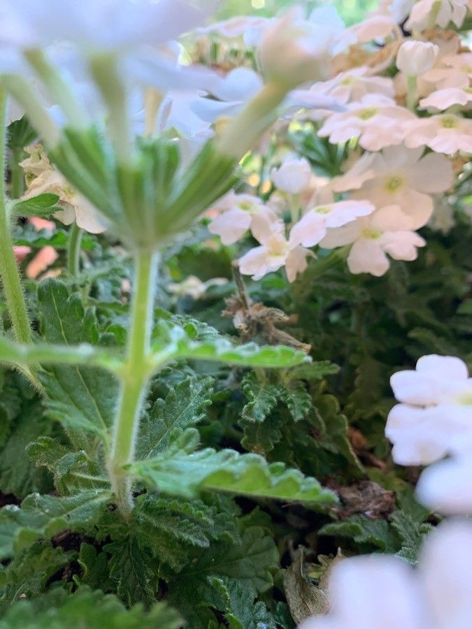 Verbena x hybrida bark