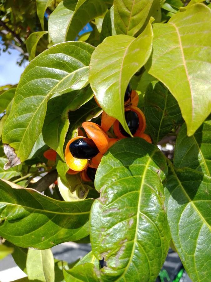 Harpullia pendula fruit