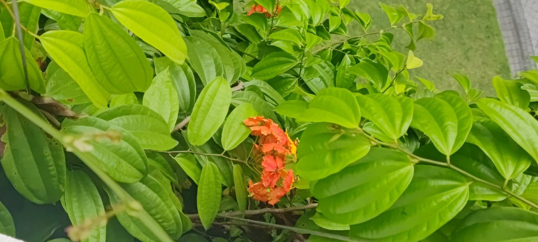 Phanera kockiana — search result for 'Bauhinia'