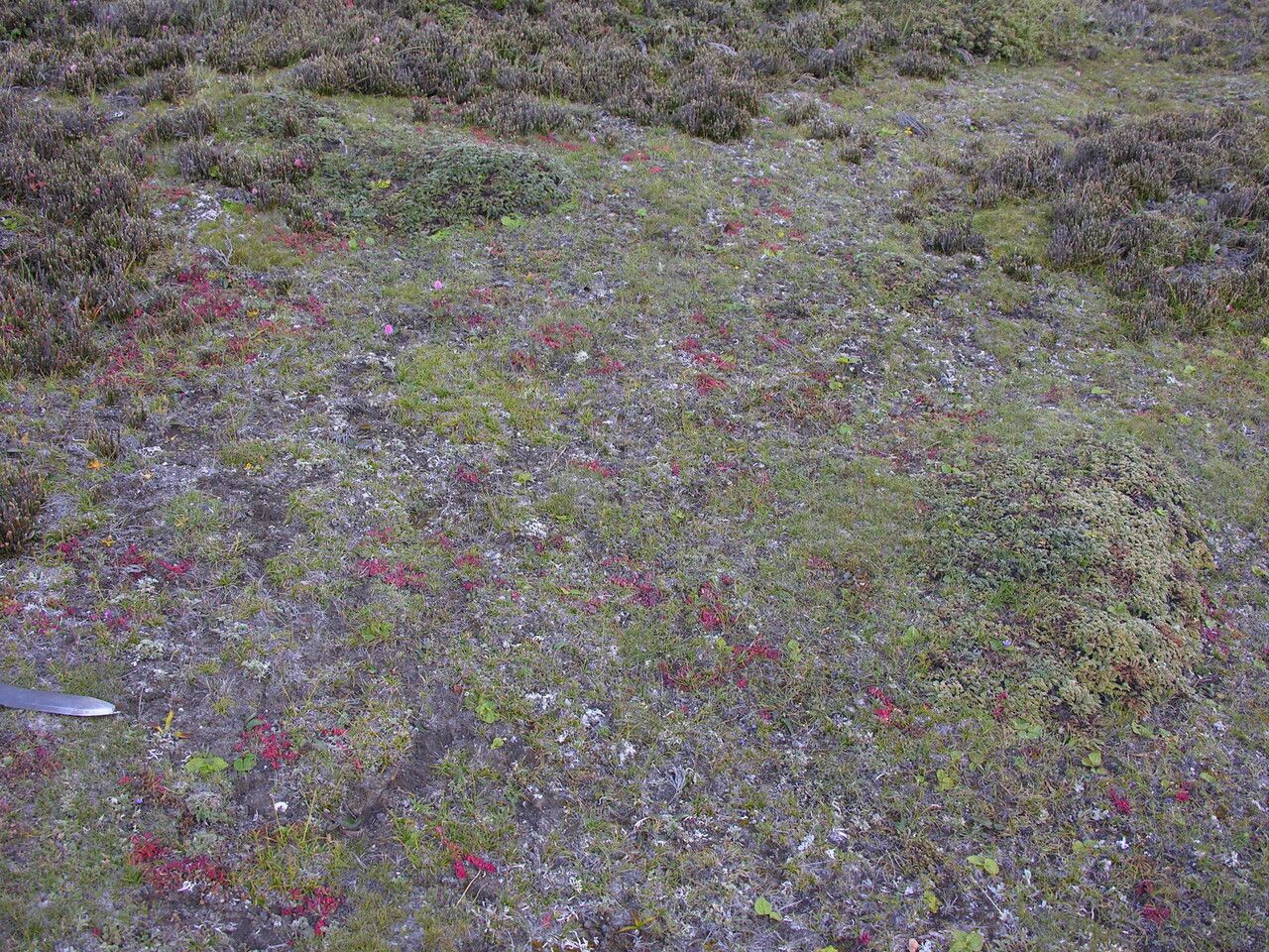 Euphorbia stracheyi other