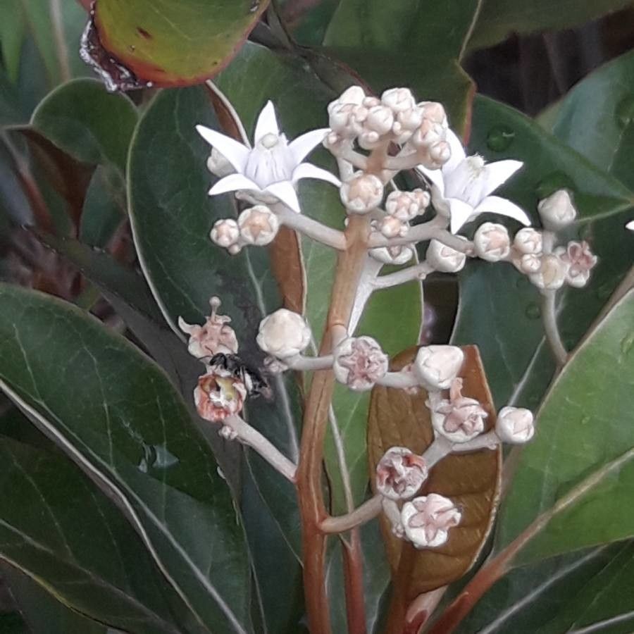 Argophyllum nitidum — houseplant care guide