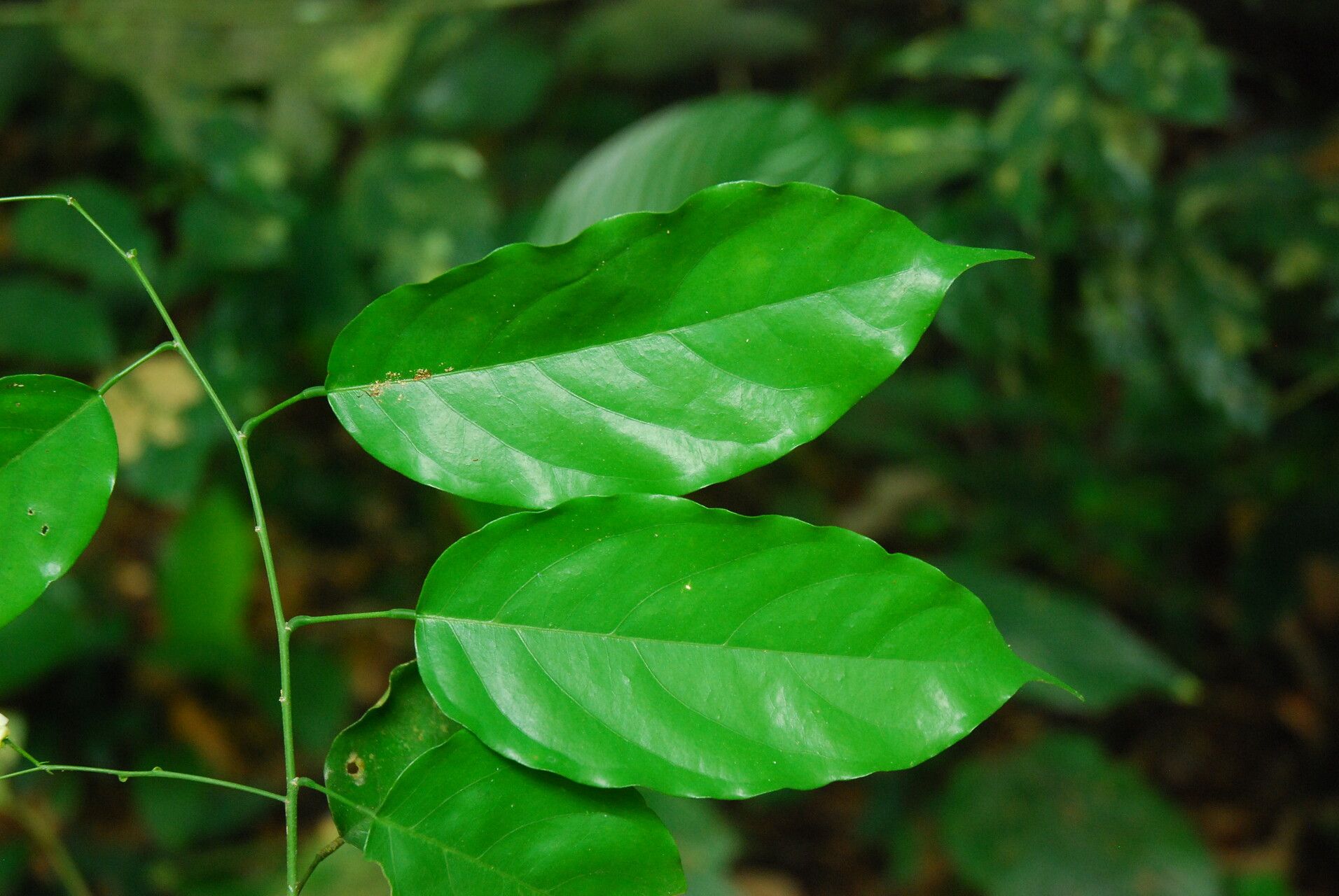 Baphia leptobotrys — houseplant care guide