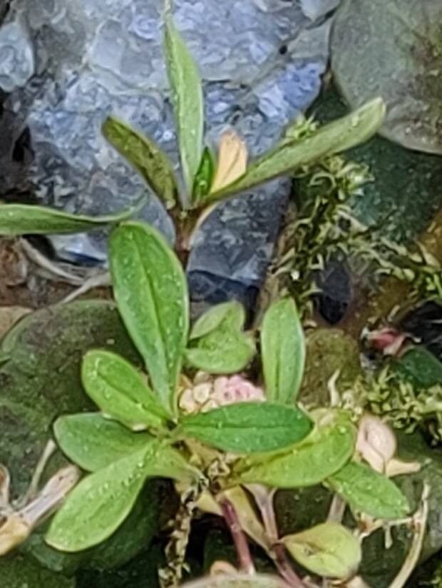 Galium trifidum leaf