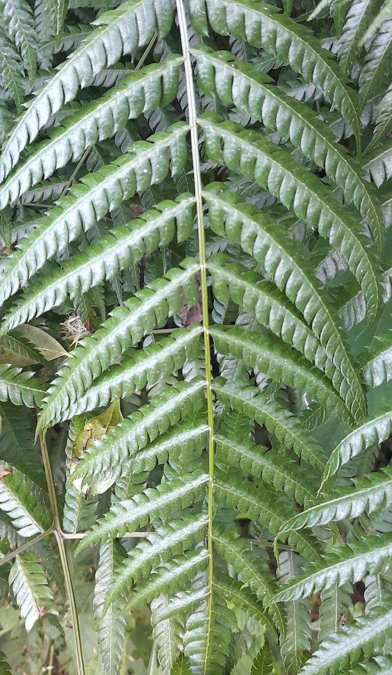 Pteris deflexa leaf