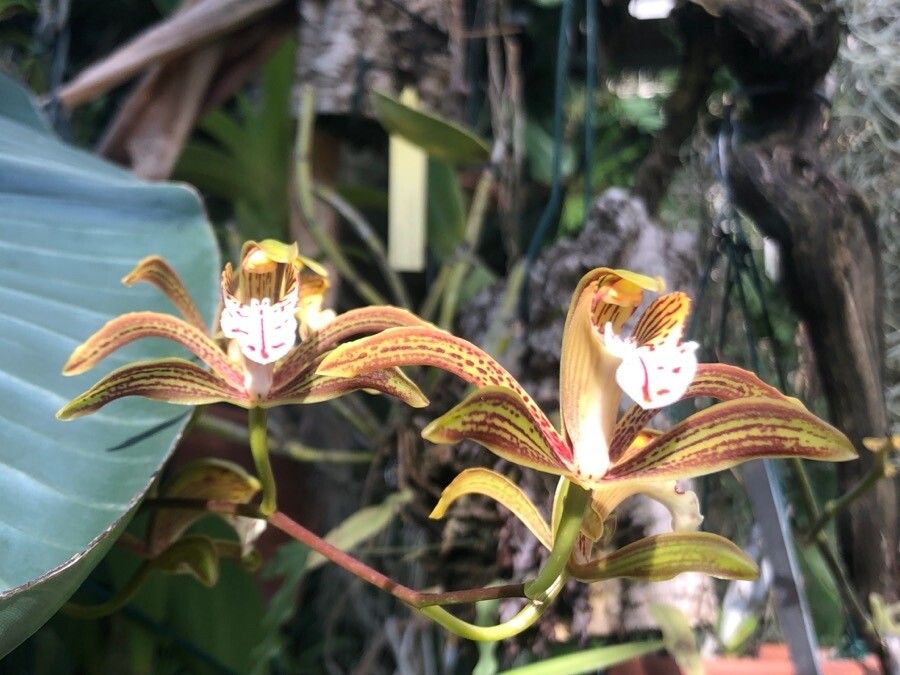 Cymbidium erythraeum — search result for 'Cymbidium'