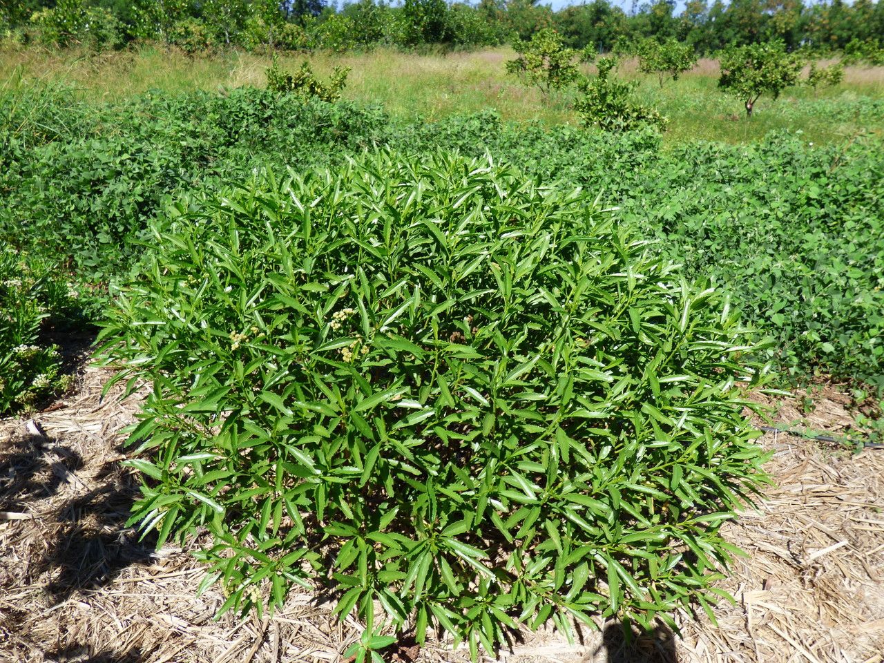 Psiadia dentata habit