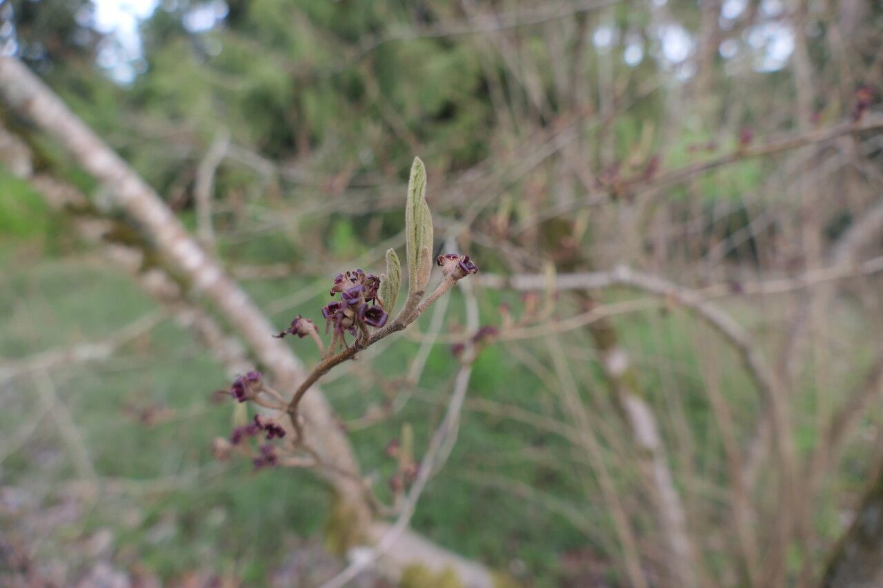 Hamamelis vernalis