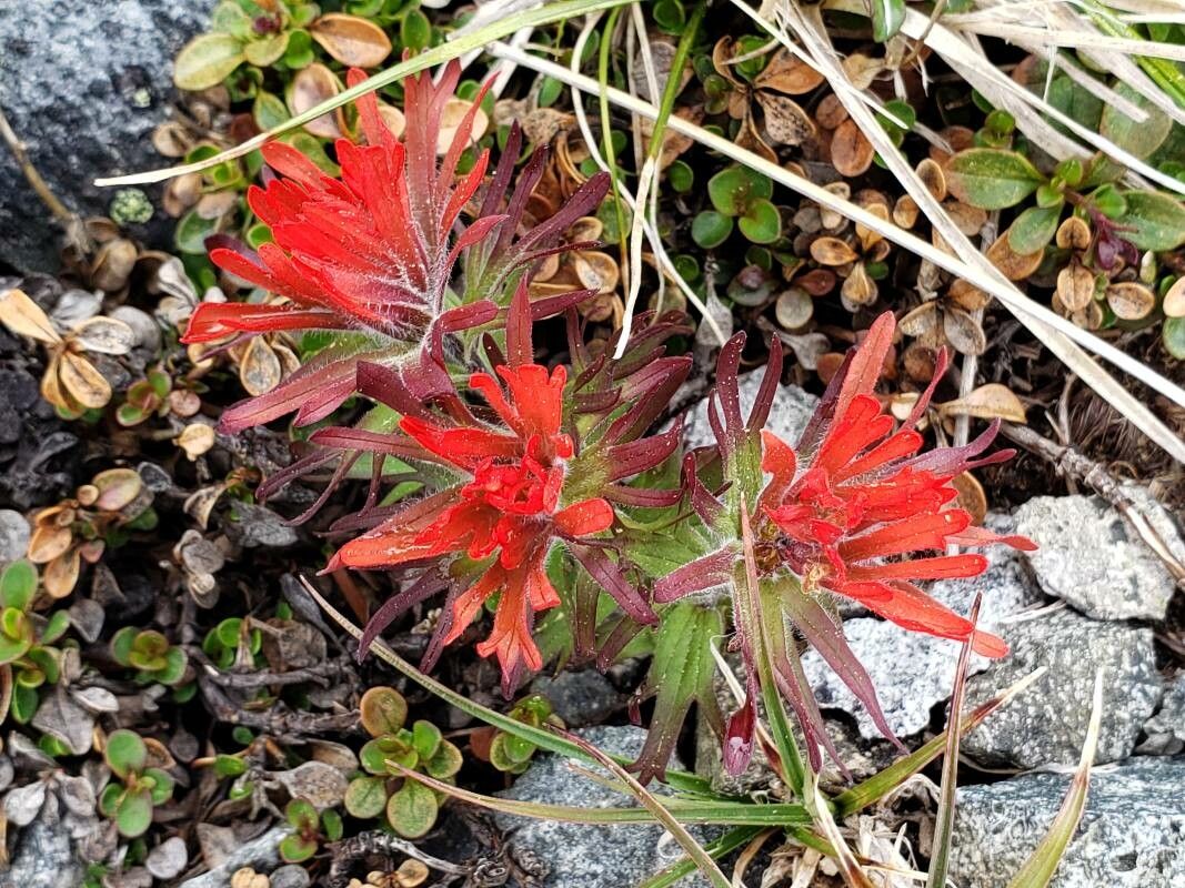 Castilleja rupicola — search result for 'Castilleja'