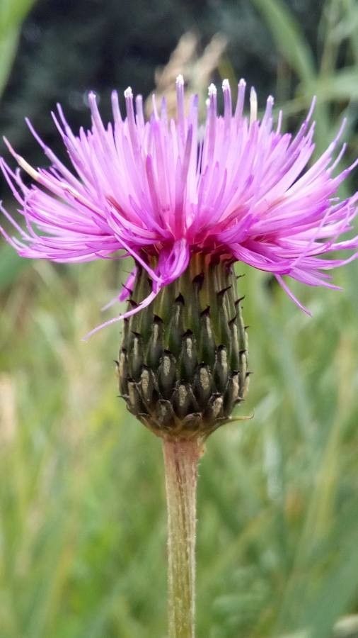 Cirsium canum flower