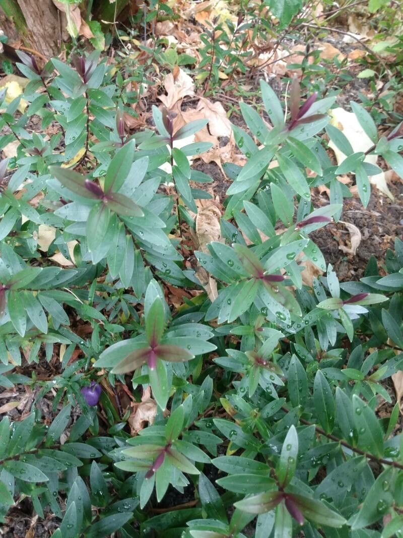 Billardiera longiflora — search result for 'Pittosporaceae'