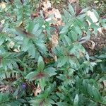 Billardiera longiflora