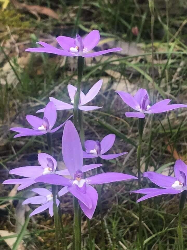 Glossodia major flower