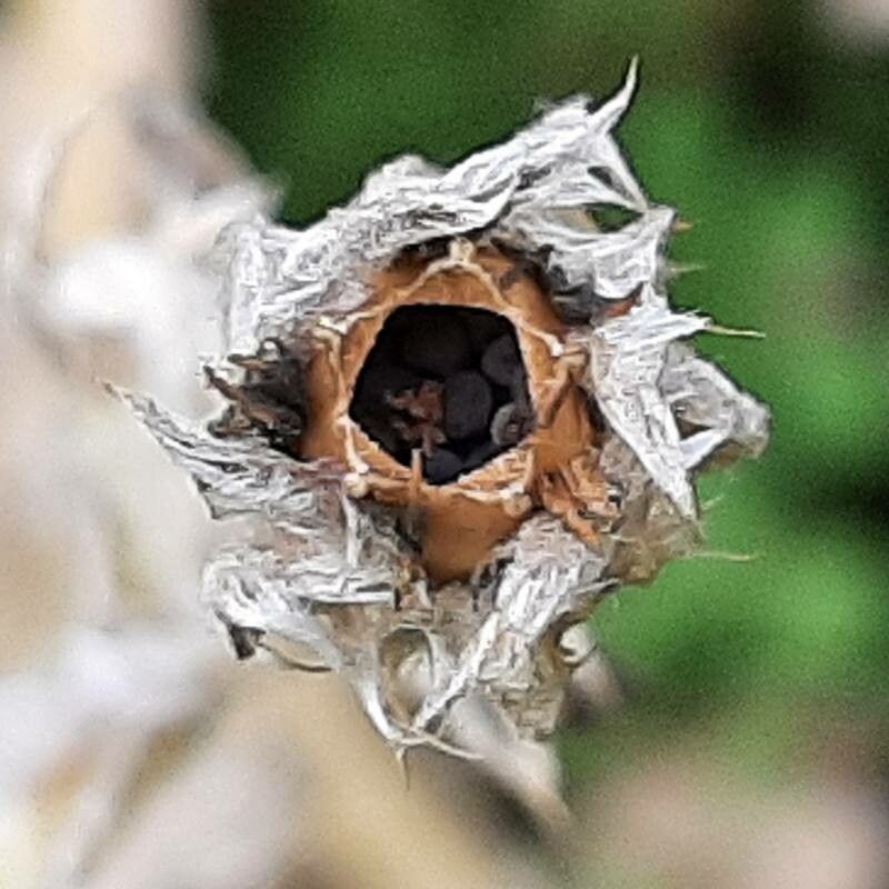Lychnis coronaria fruit