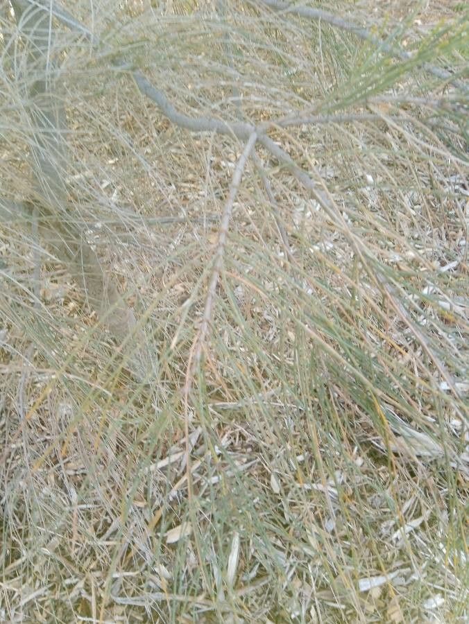 Allocasuarina torulosa