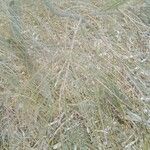 Allocasuarina torulosa