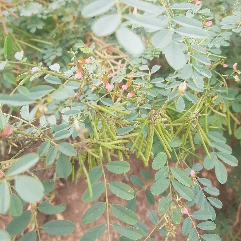 Indigofera longibarbata leaf
