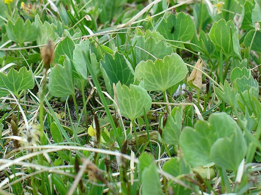 Ranunculus hybridus — houseplant care guide