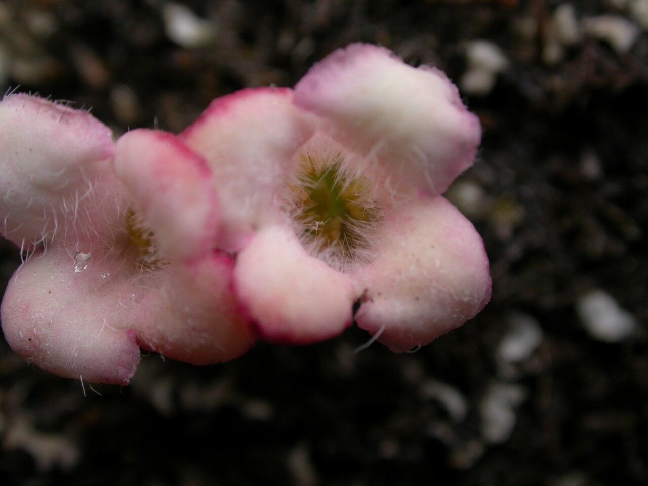 Lonicera tomentella flower