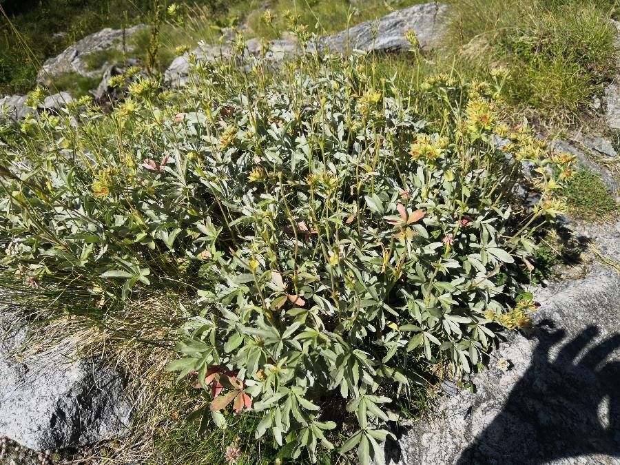 Potentilla valderia habit