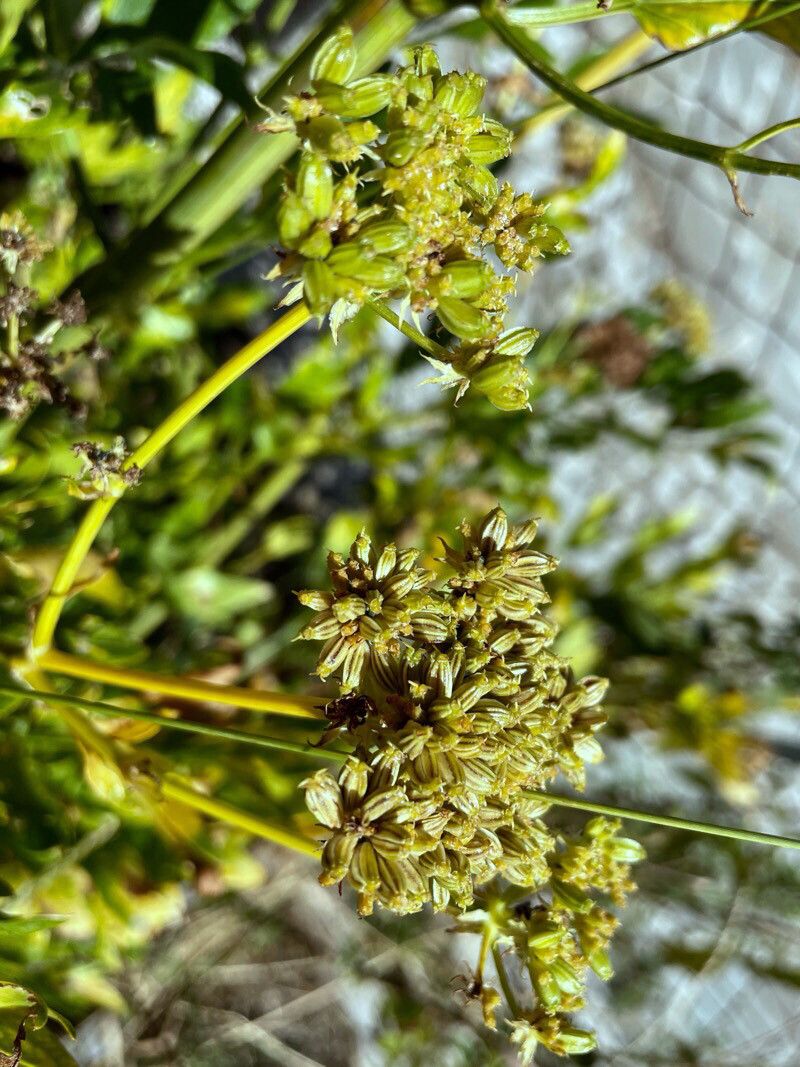 Molopospermum peloponnesiacum fruit