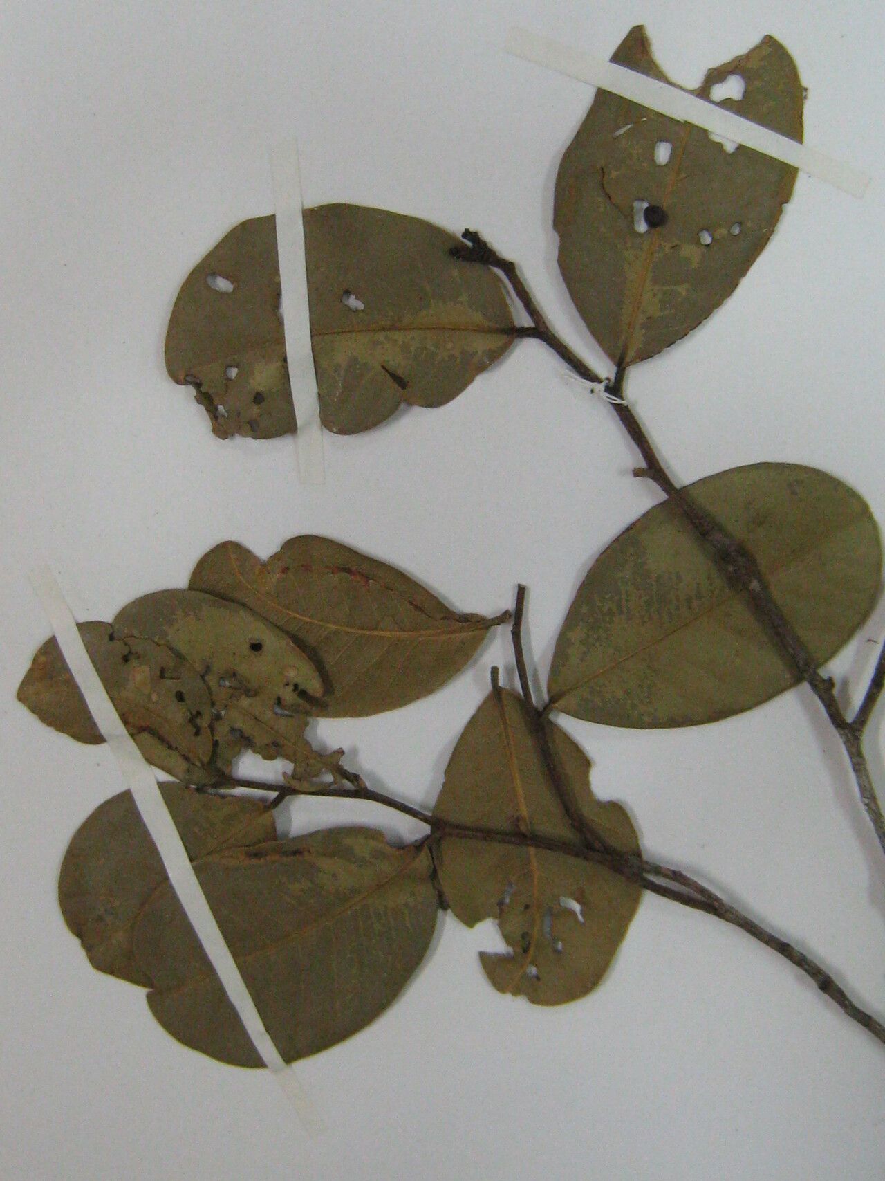 Eschweilera piresii — houseplant care guide