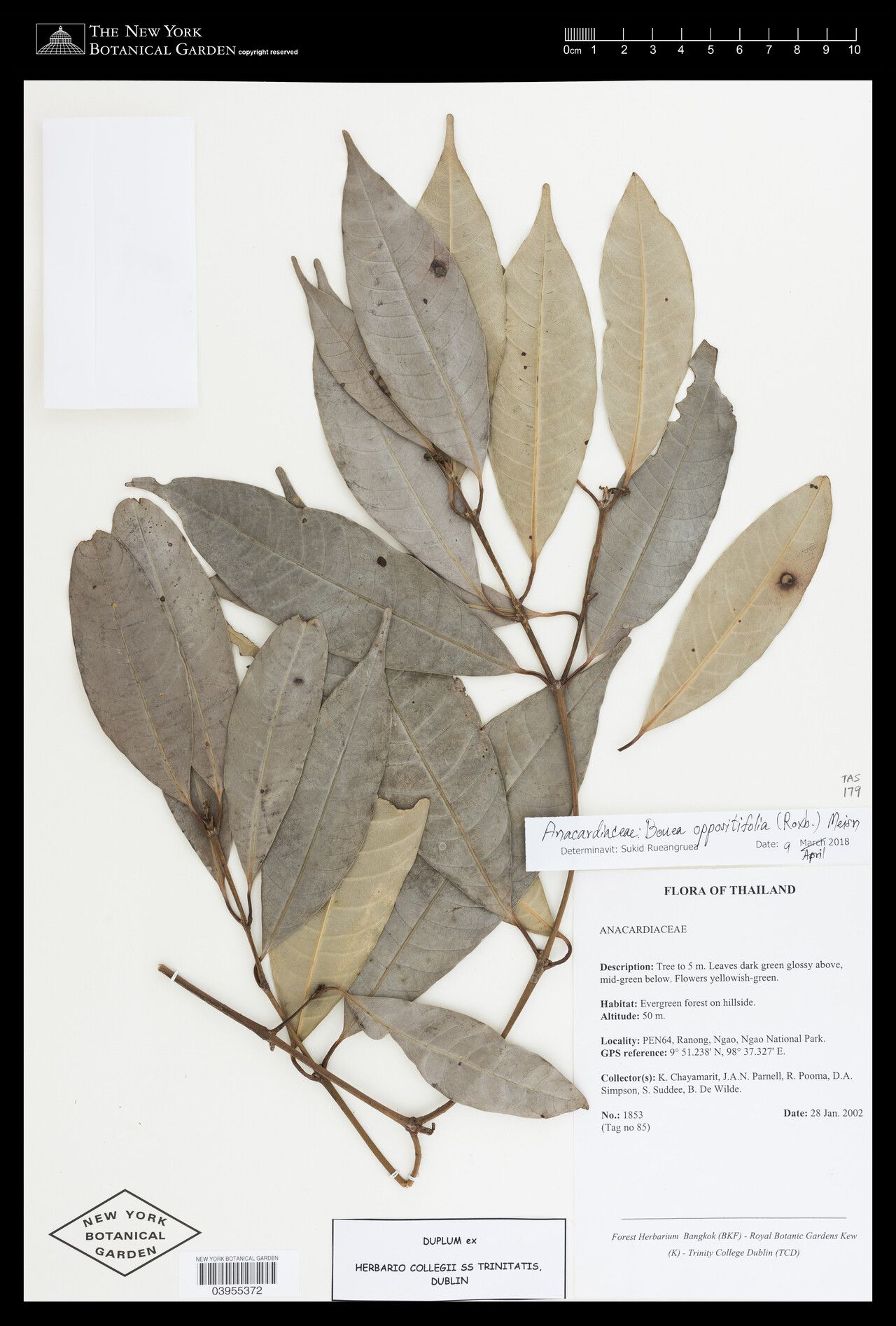 Bouea oppositifolia — related species from the same genus