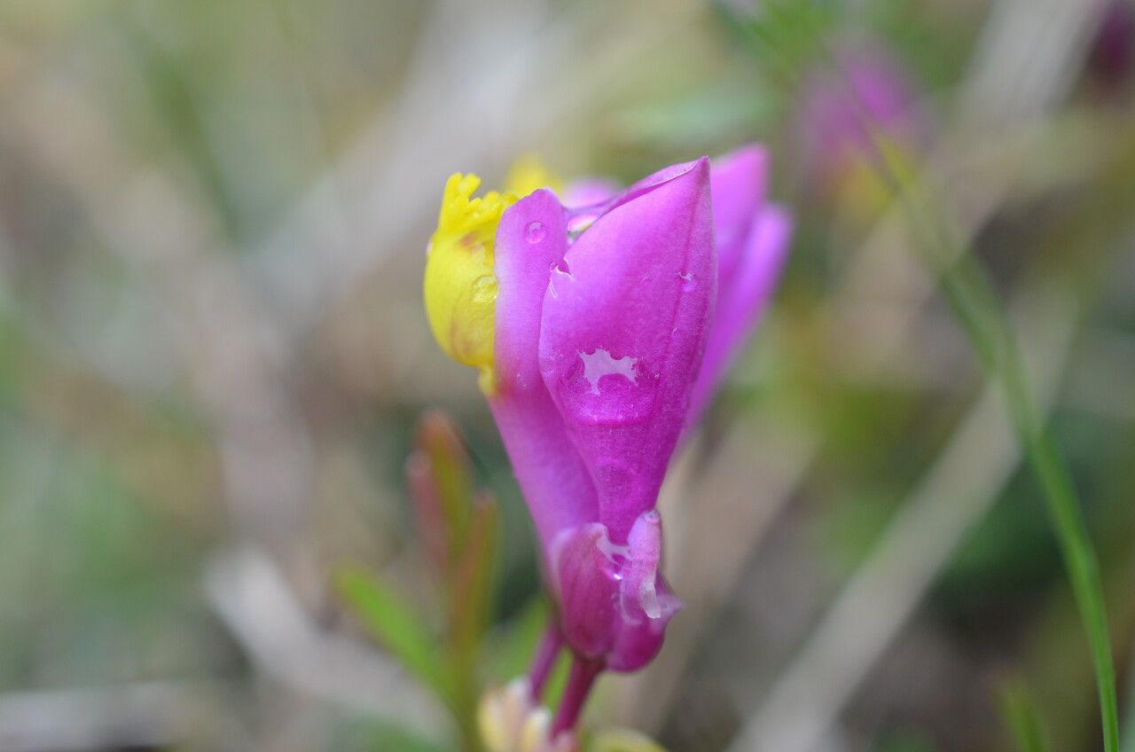 Polygala vayredae flower