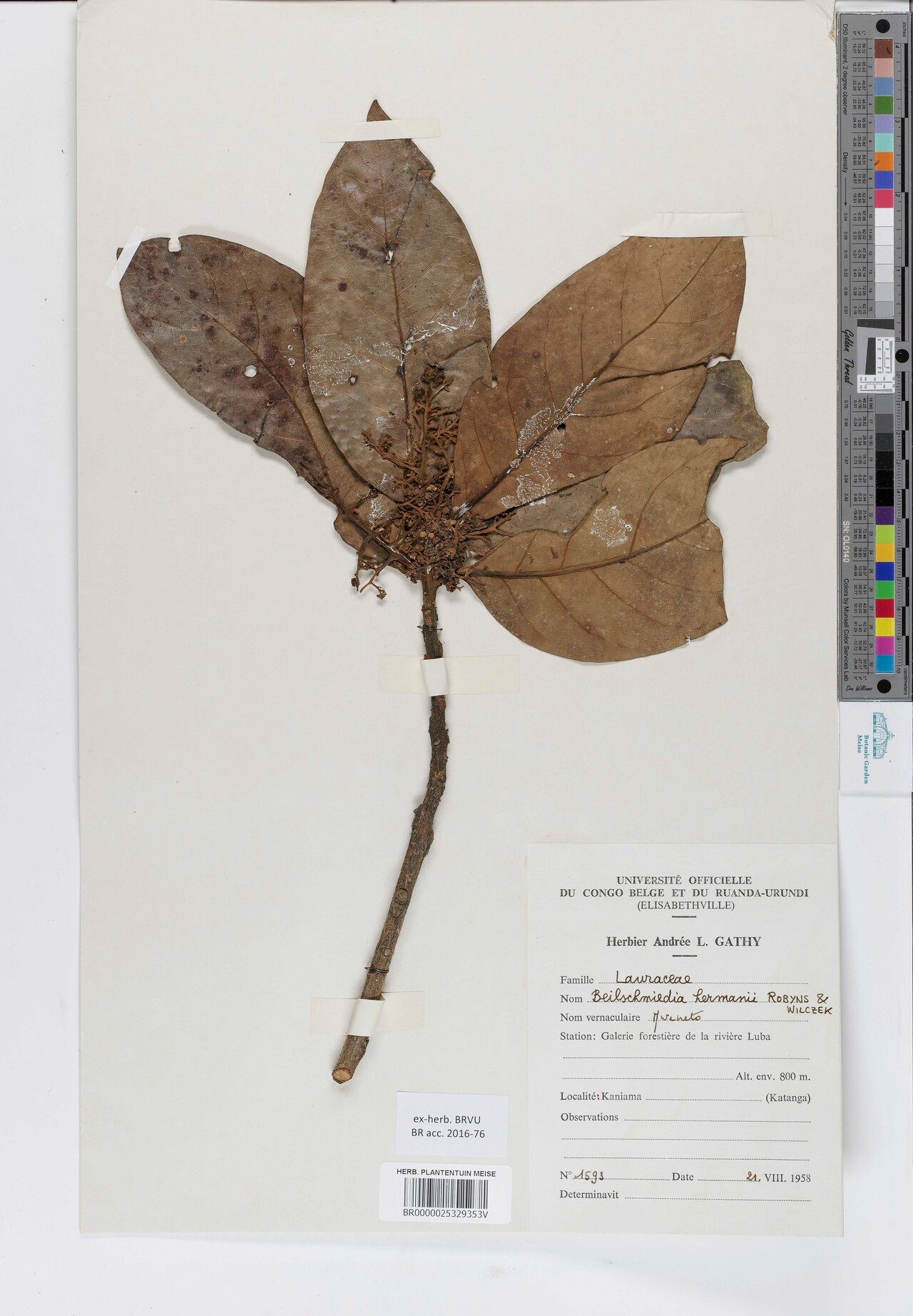 Beilschmiedia hermanii — houseplant care guide