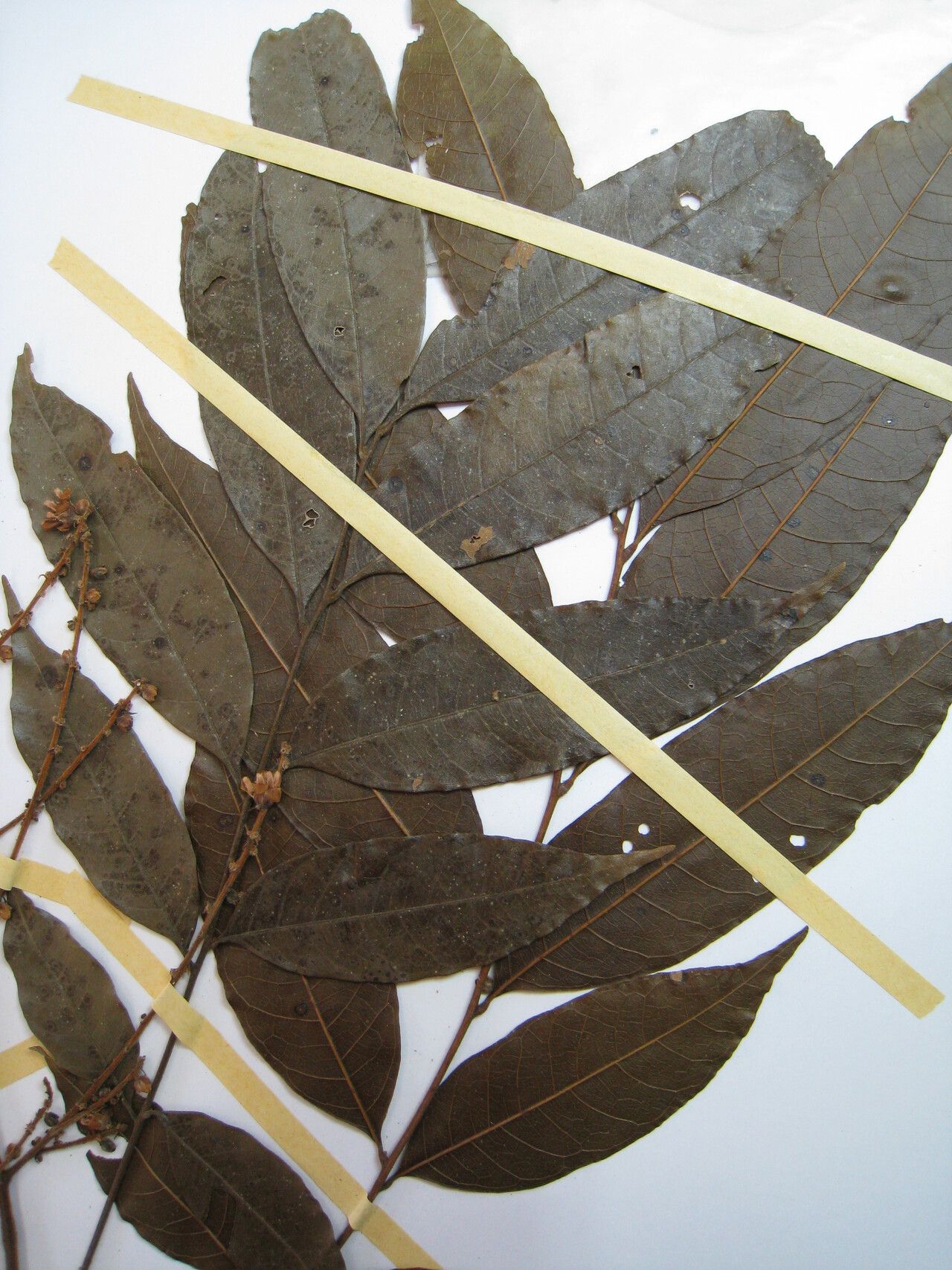 Talisia hemidasya — houseplant care guide