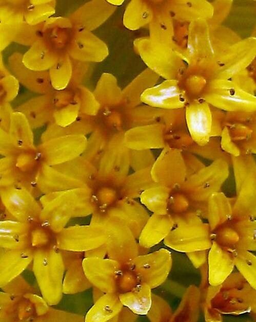 Bulbinella rossii flower