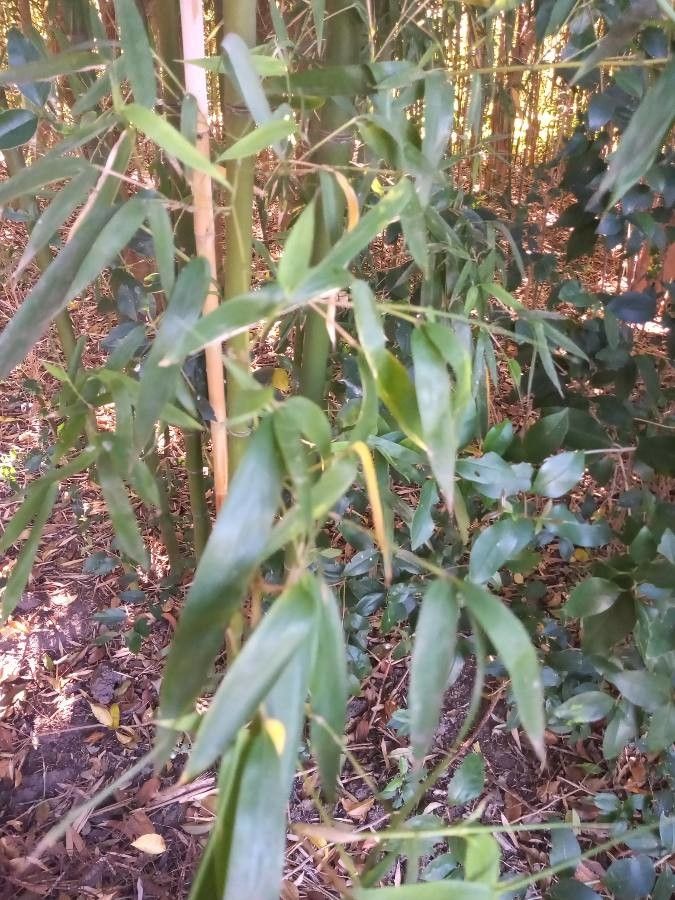Guadua angustifolia leaf