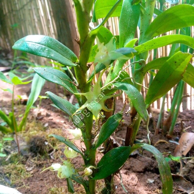 Aeranthes tricalcarata habit
