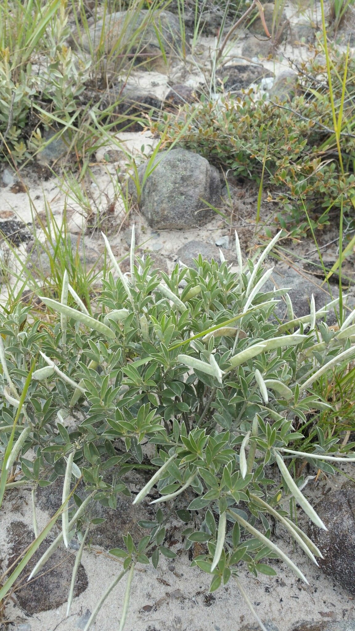 Argyrolobium itremoense — related species from the same genus