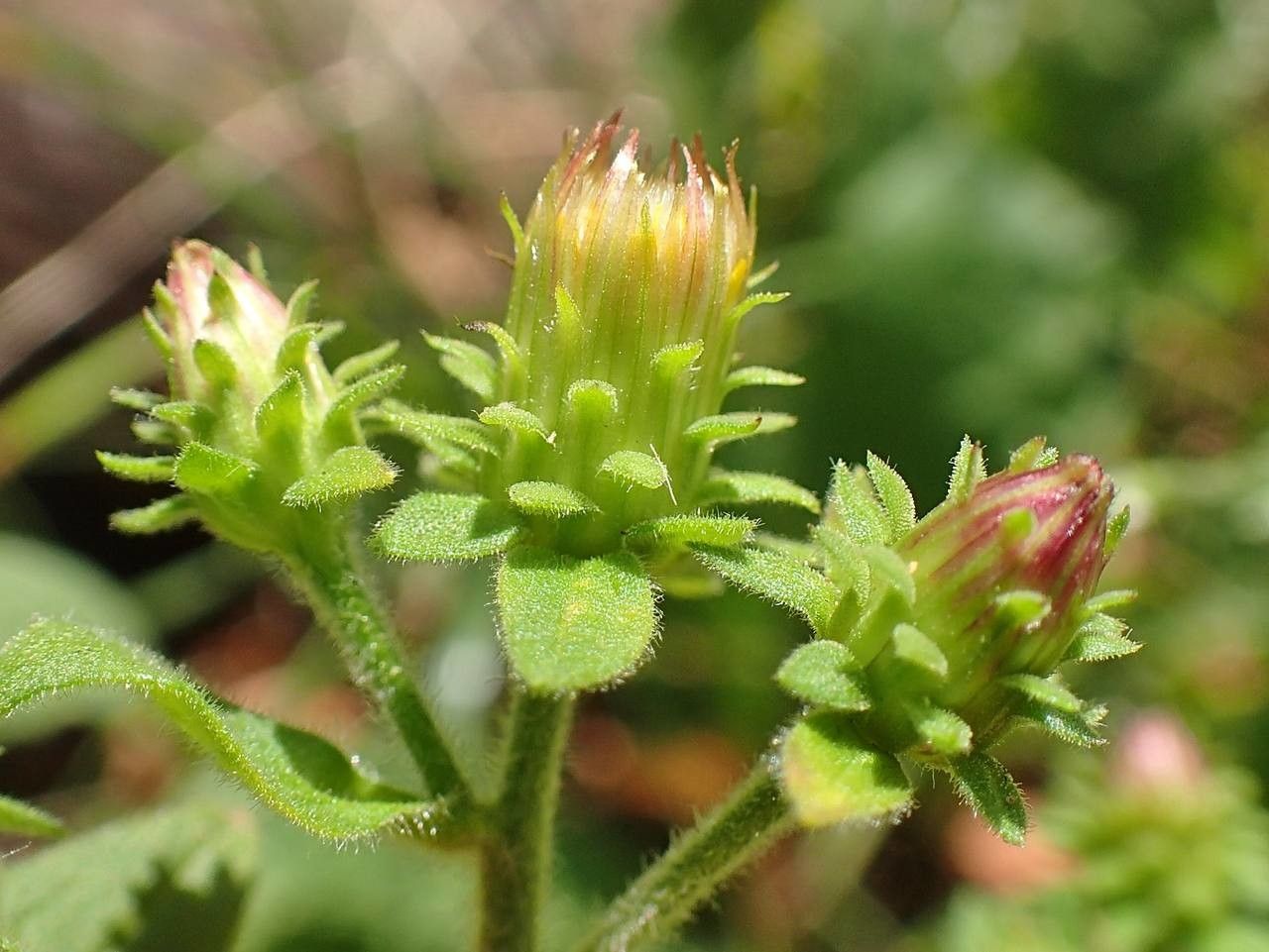 Inula conyza fruit