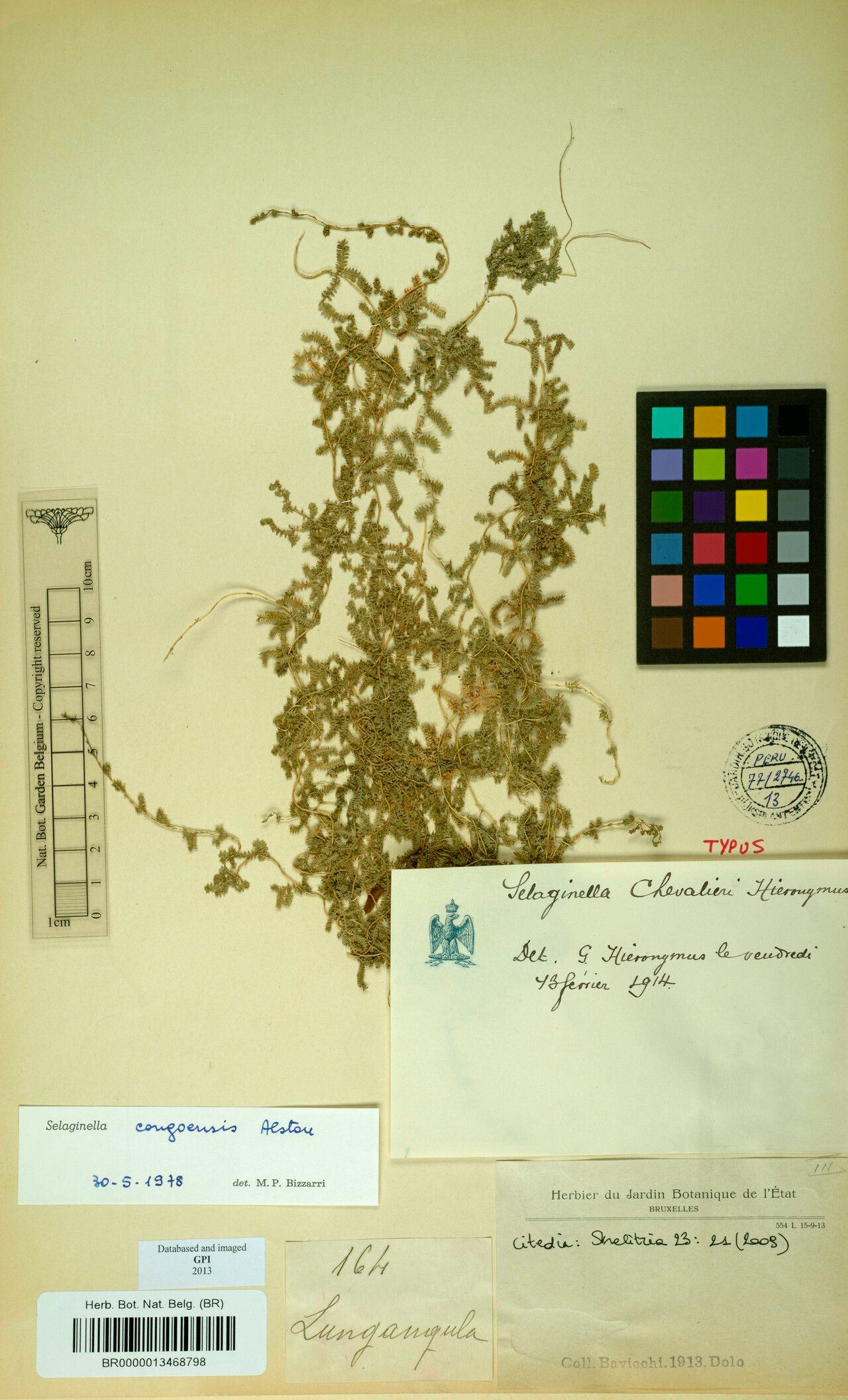 Selaginella chevalieri — houseplant care guide