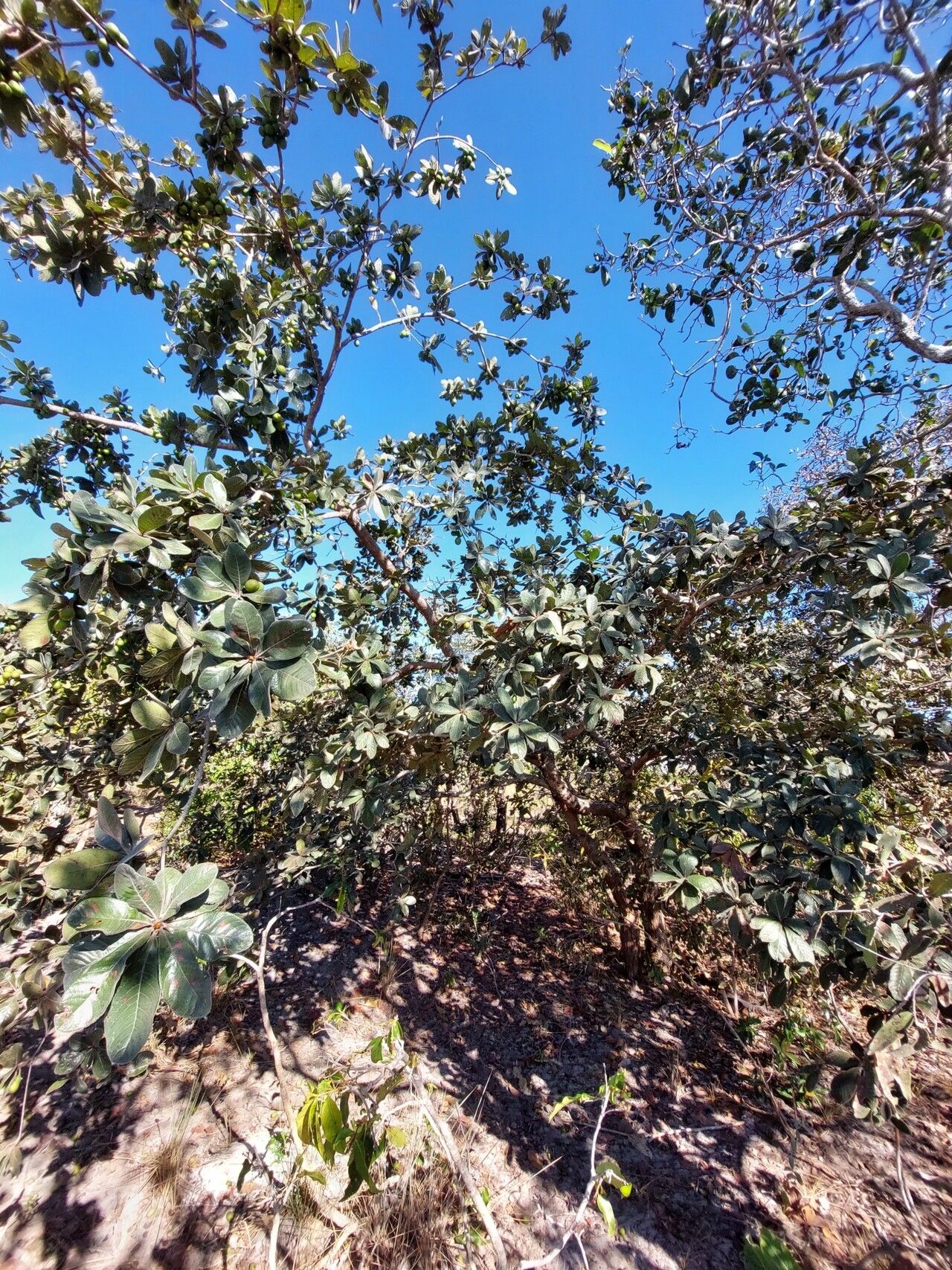 Terminalia corrugata habit