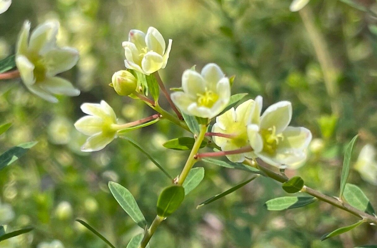 Phyllanthus calycinus — houseplant care guide