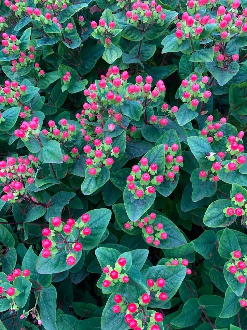 Hypericum × inodorum — search result for 'Spain'