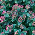 Hypericum × inodorum