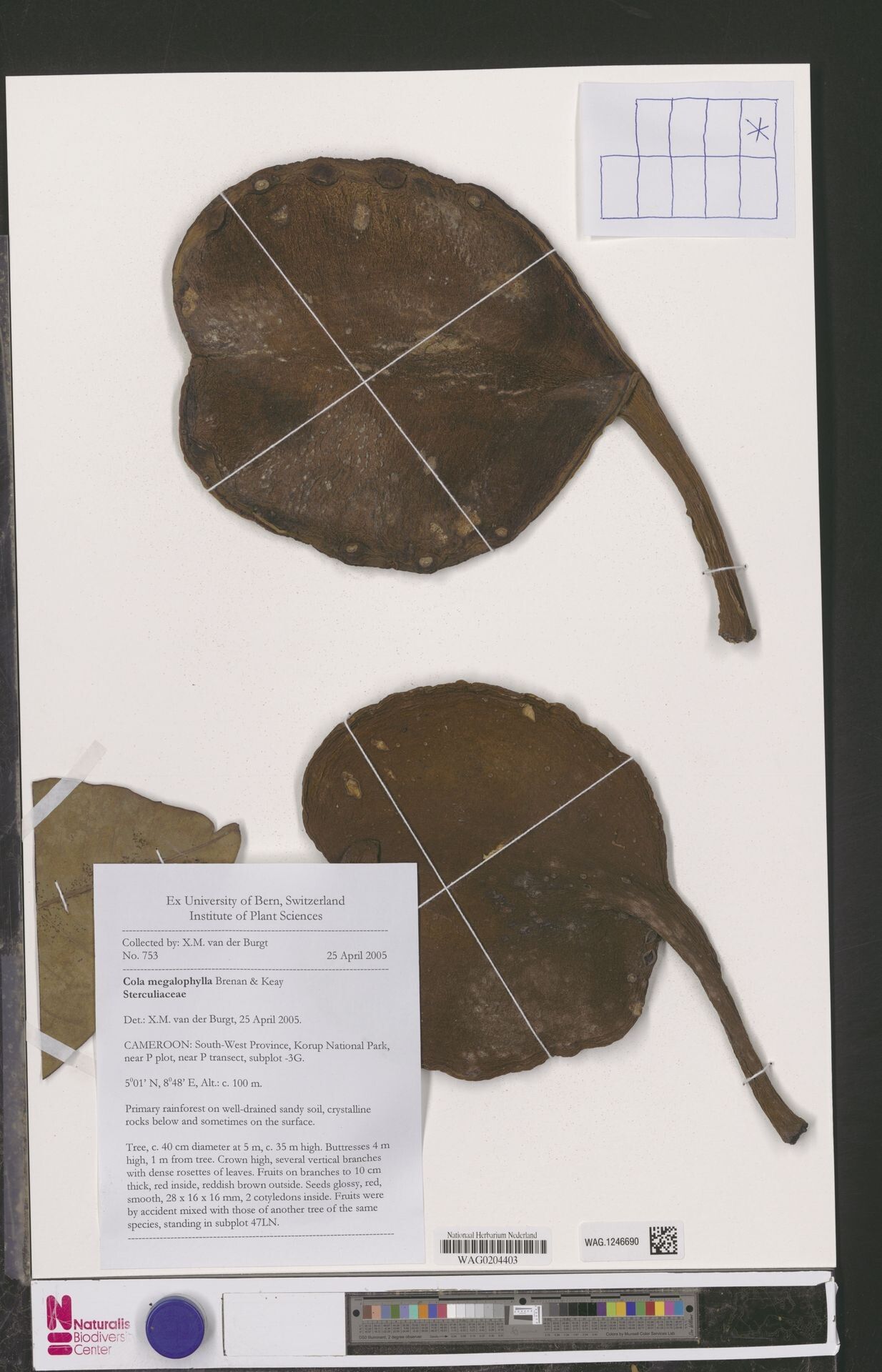 Cola megalophylla — houseplant care guide