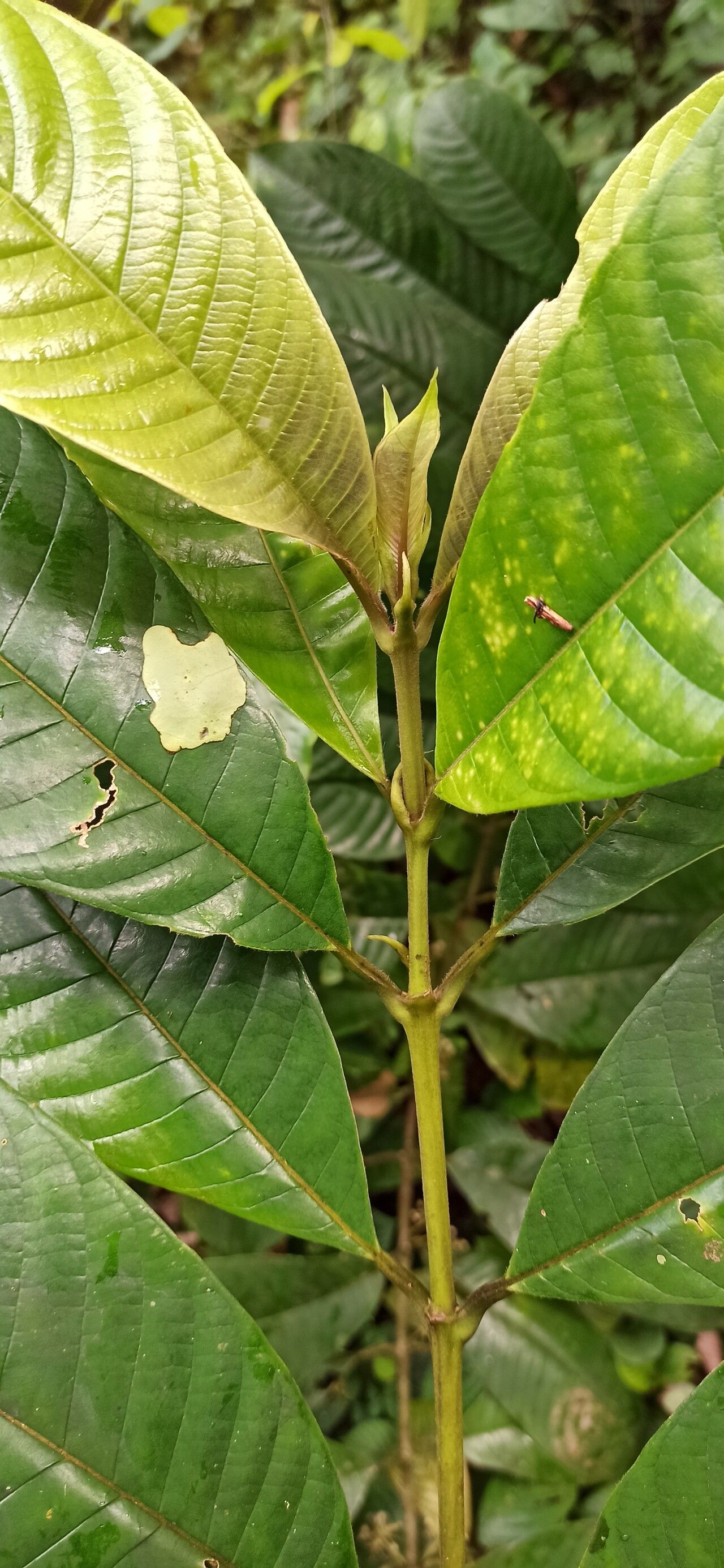 Pauridiantha efferata — houseplant care guide