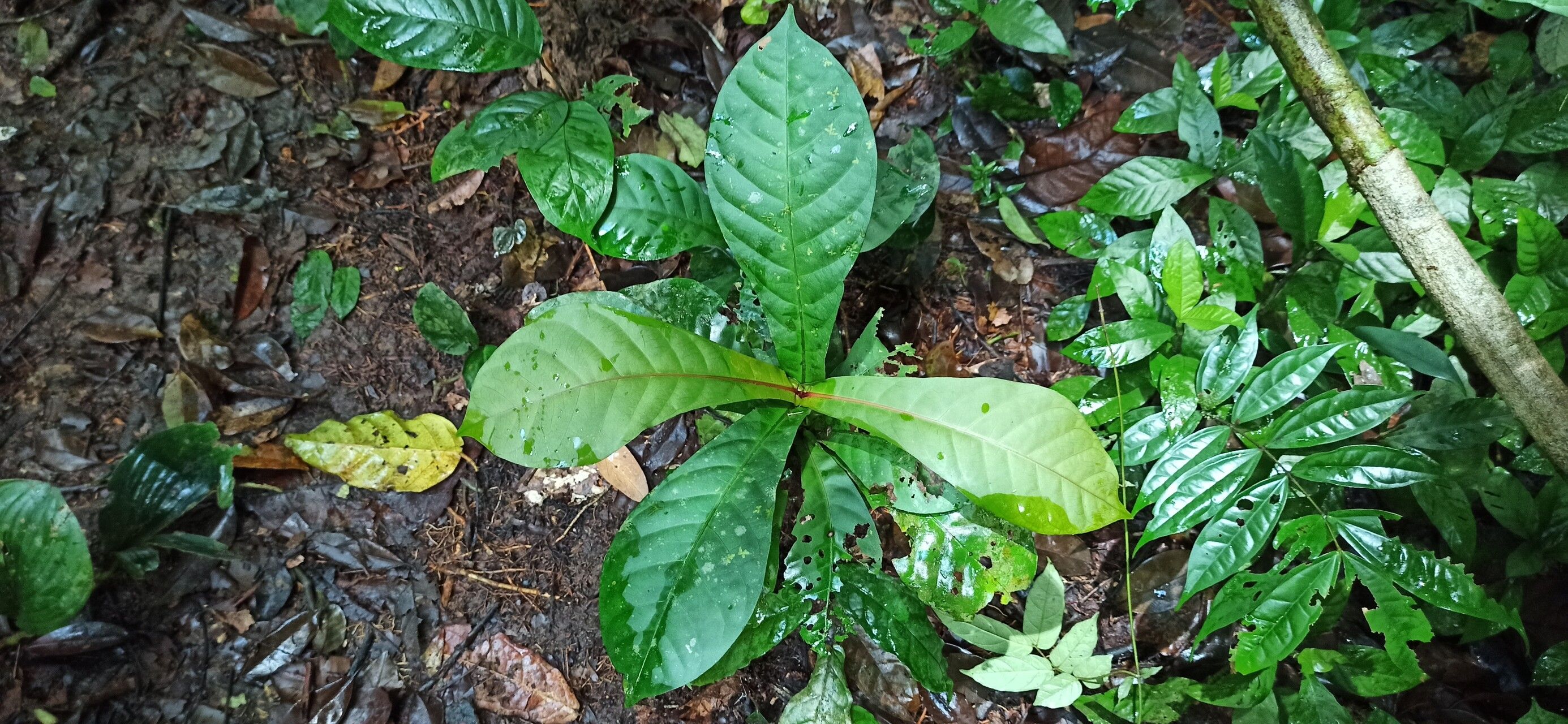 Ixora synactica — search result for 'Ixora'