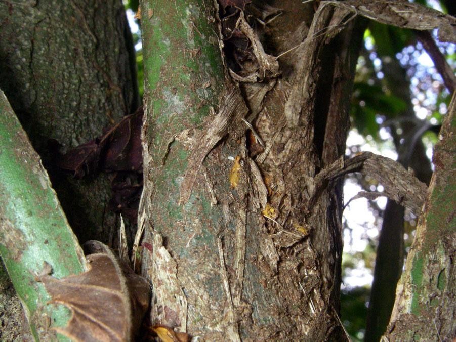 Asplundia ferruginea bark