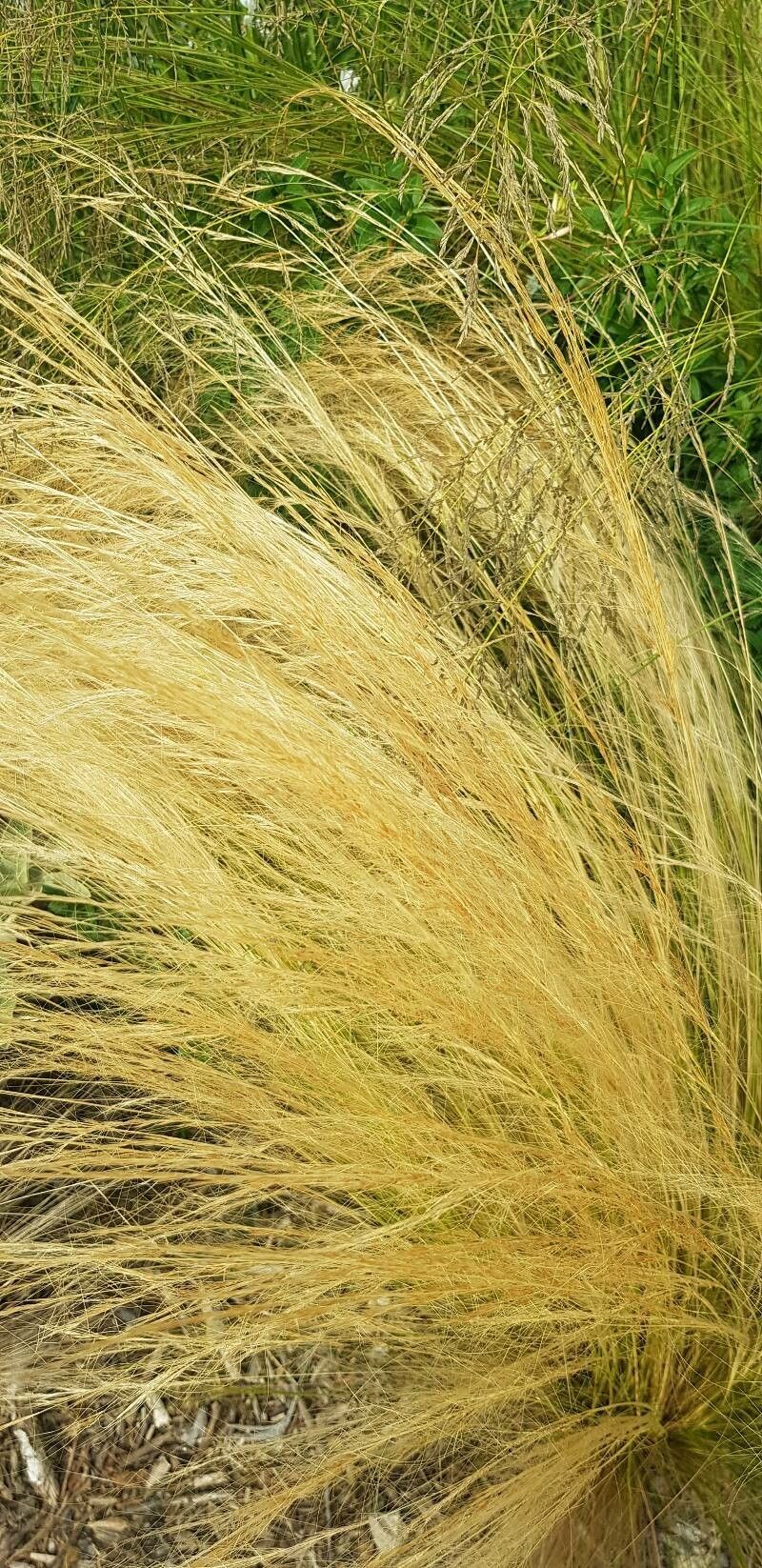 Stipa tenuifolia flower