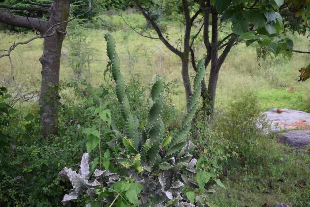 Euphorbia tortilis — houseplant care guide