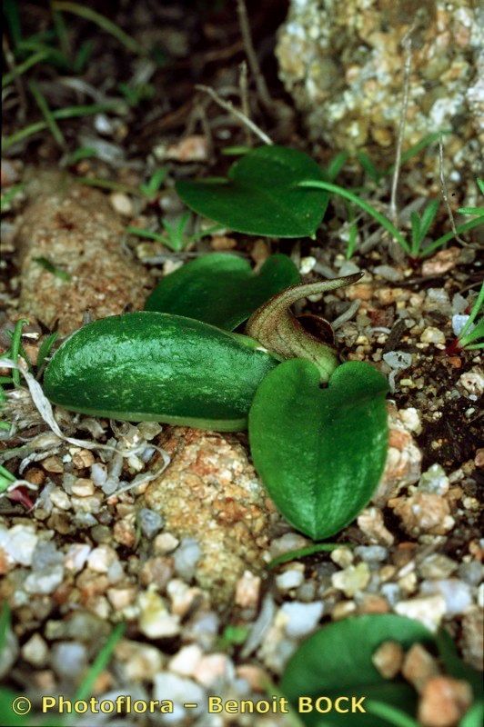 Ambrosina bassii fruit