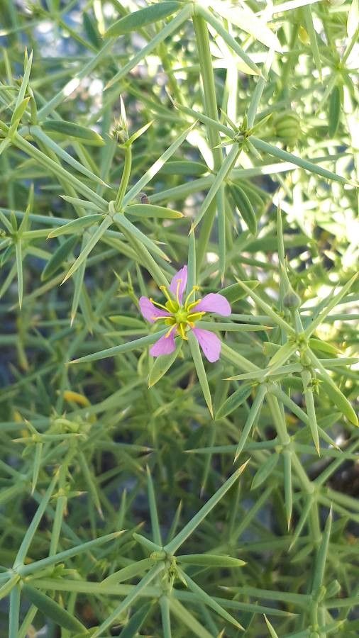 Fagonia indica — houseplant care guide