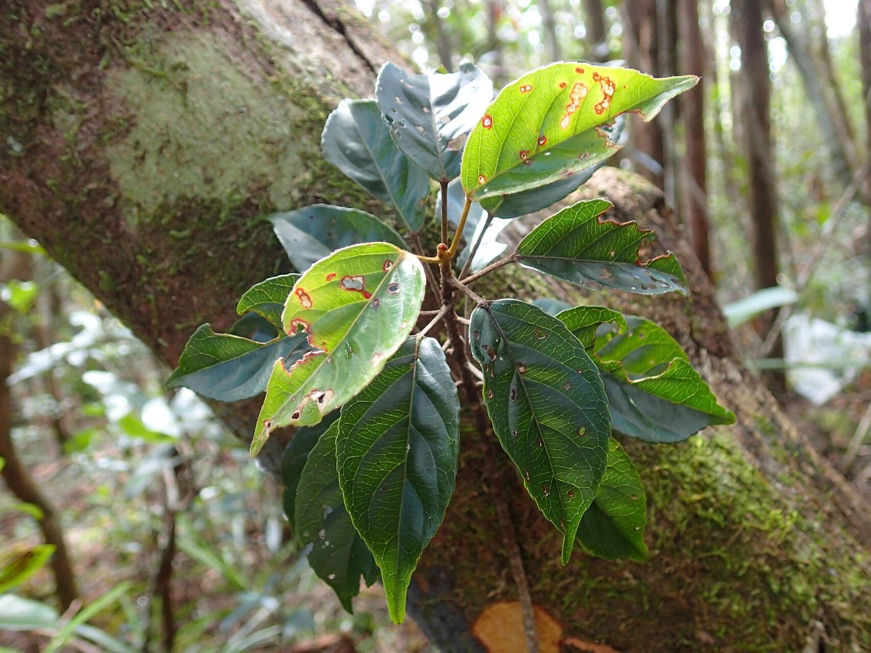 Elaeocarpus dognyensis leaf